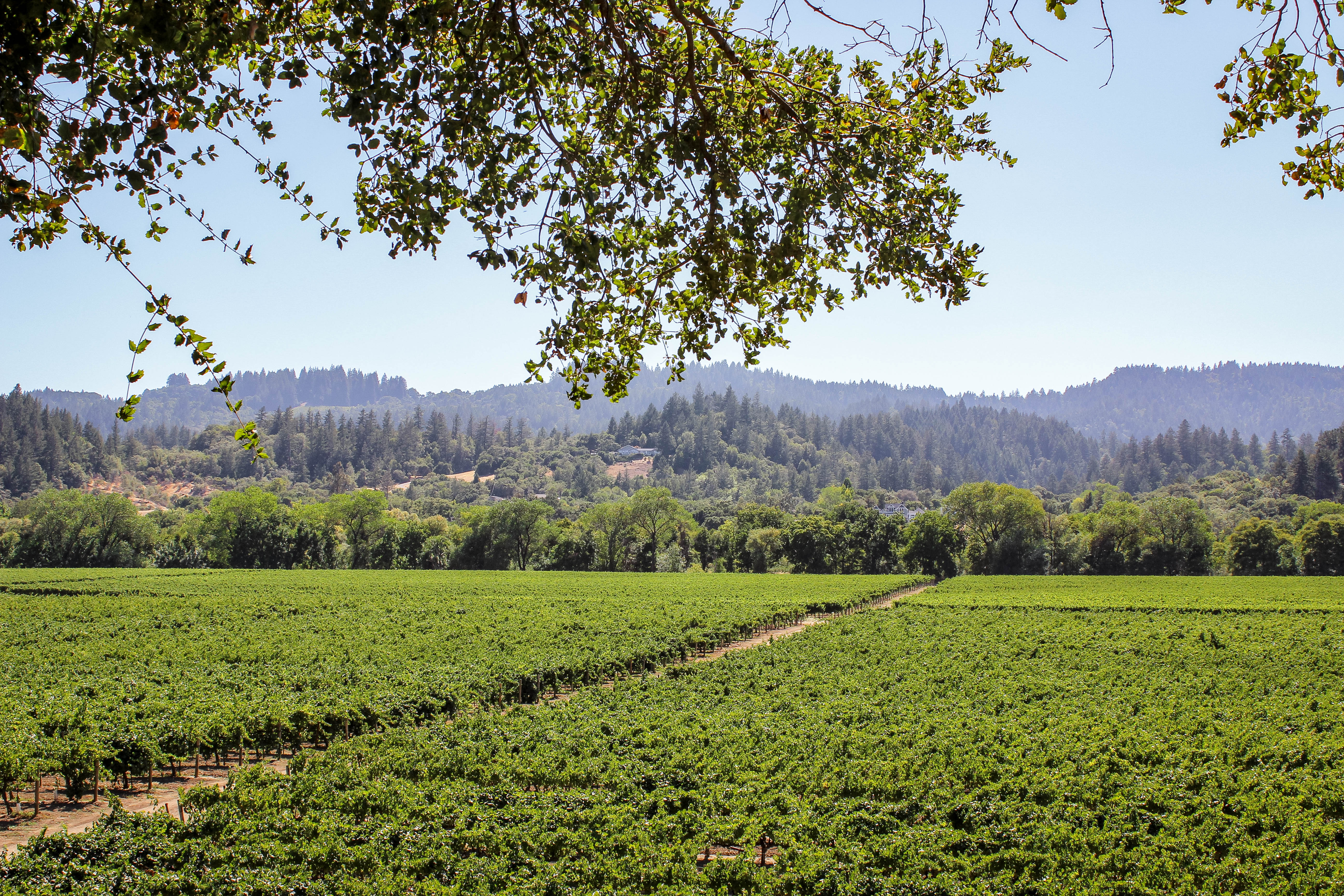 6 Sonoma Wineries You Have To Visit Compass + Twine