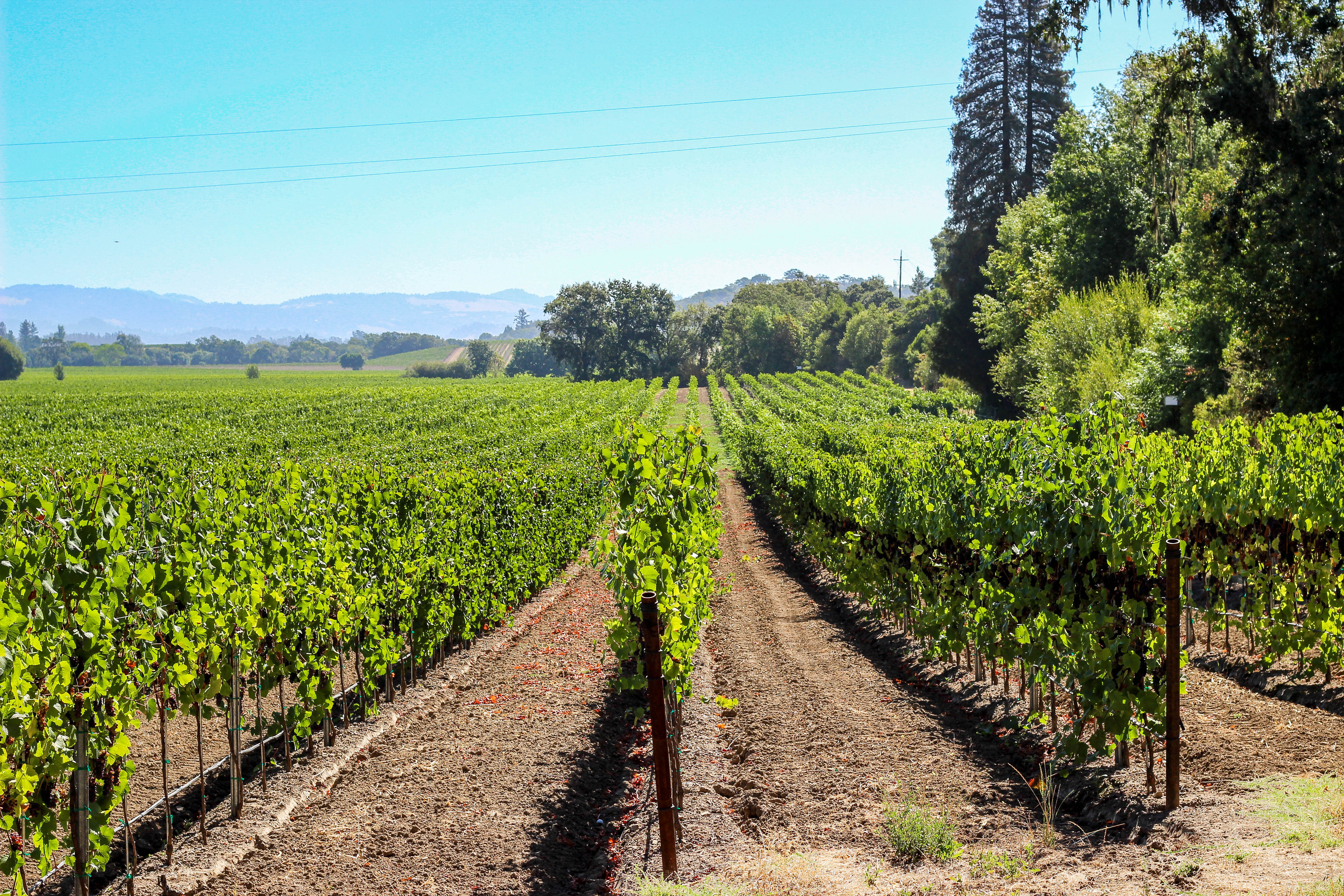 6 Sonoma Wineries You Have To Visit Compass + Twine