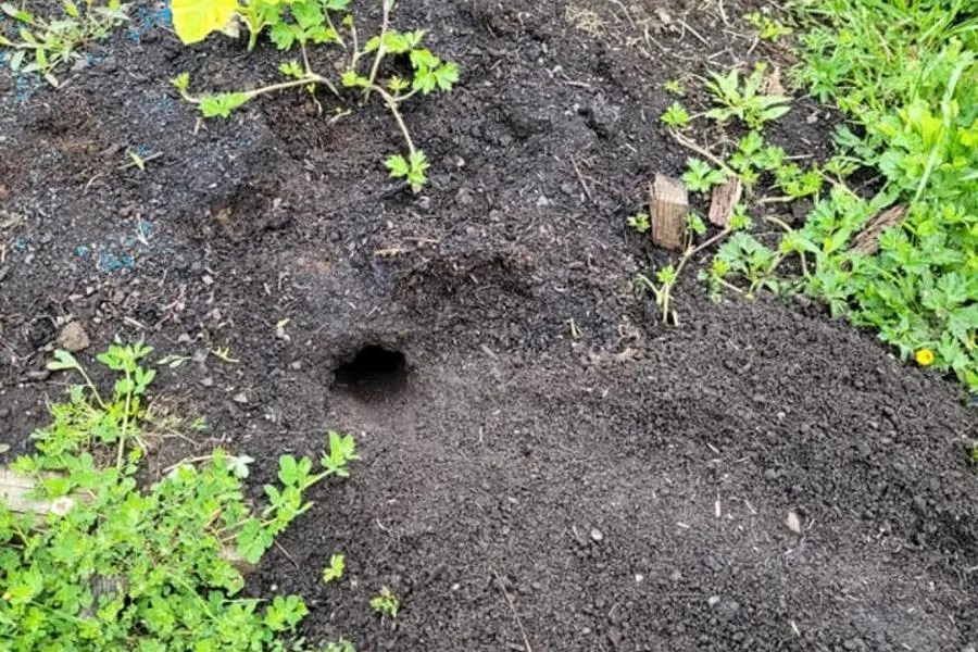 Rat holes in garden here's what to do Compass GM