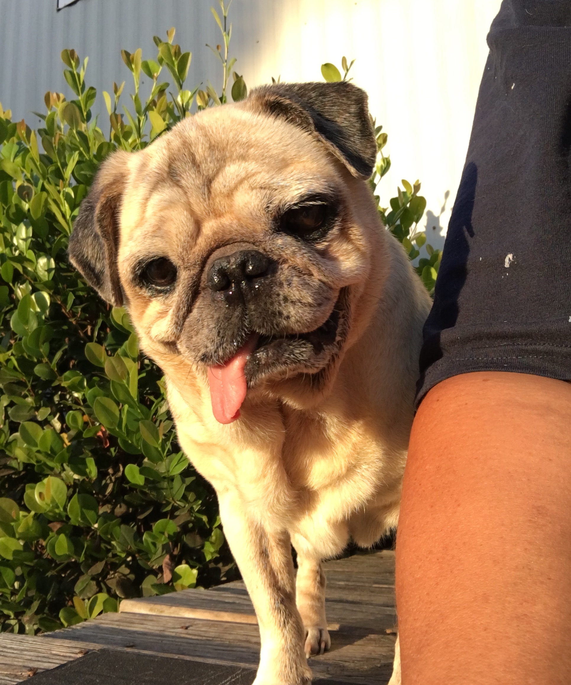 image Compassionate Pug Rescue