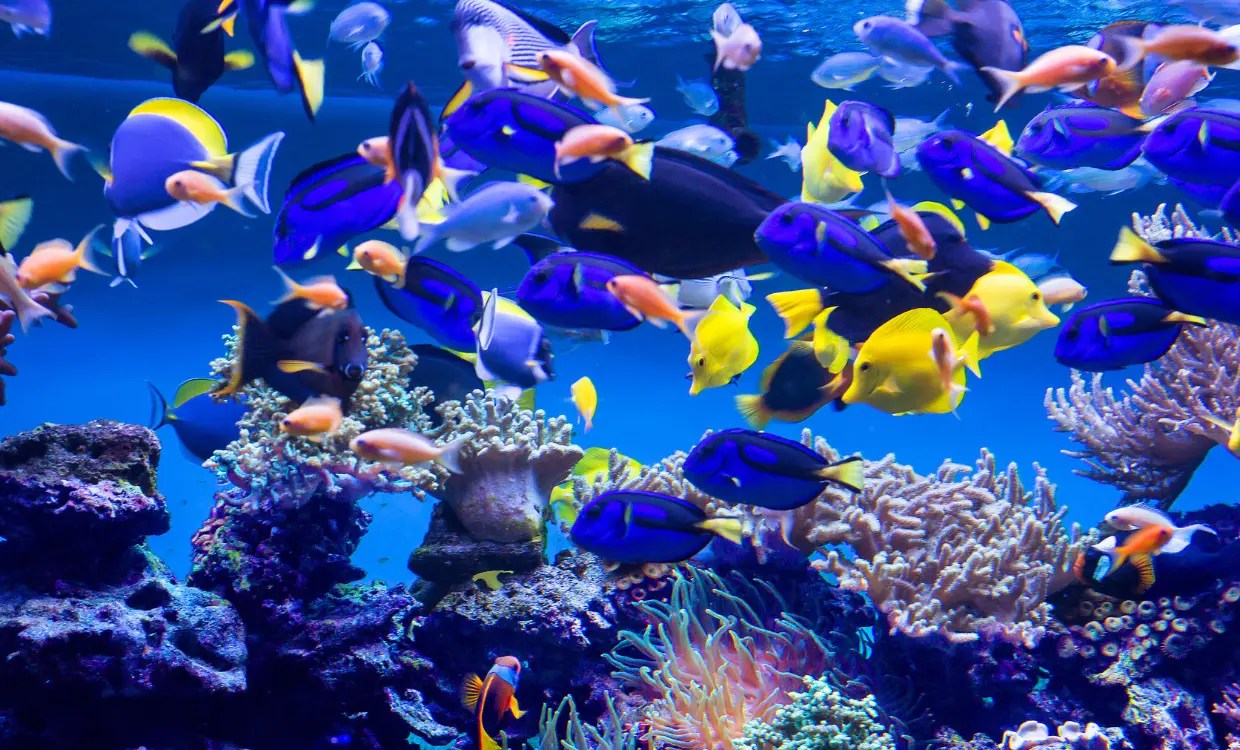 Exploring Underwater Wonders A Memorable Day At The Greater Cleveland