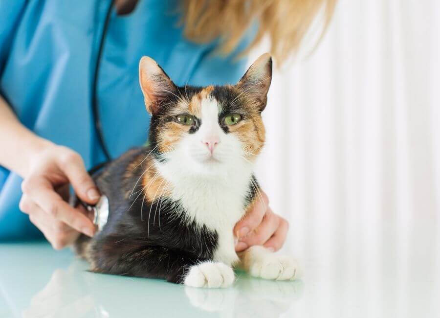 Lake Oswego, OR Veterinary Services Compass Veterinary Clinic