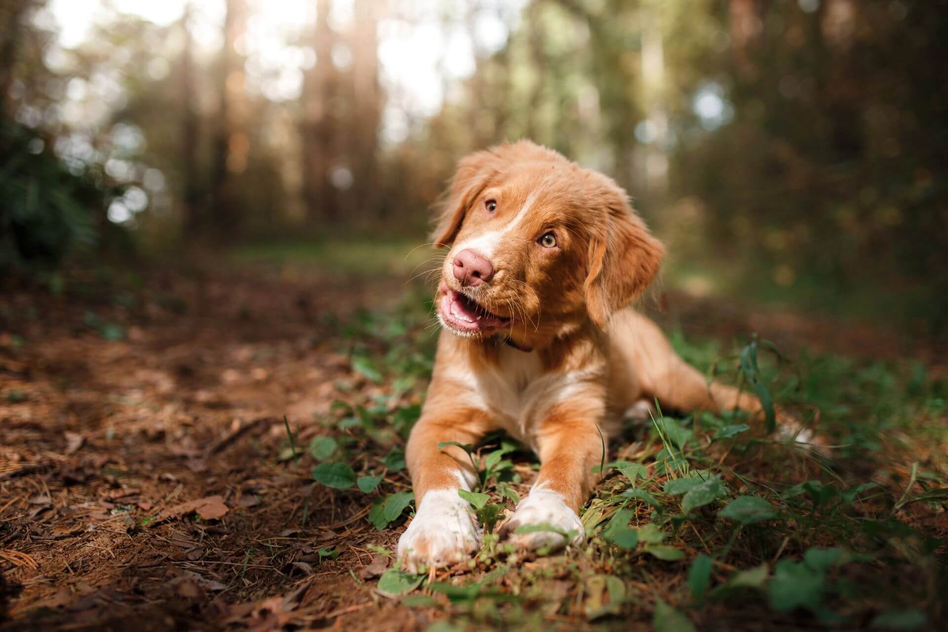 Veterinary Appointment in Lake Oswego, OR Compass Veterinary Clinic