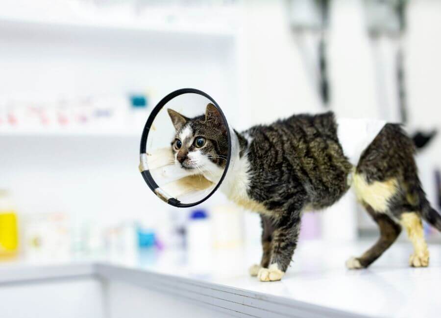 Lake Oswego, OR Veterinary Services CVC