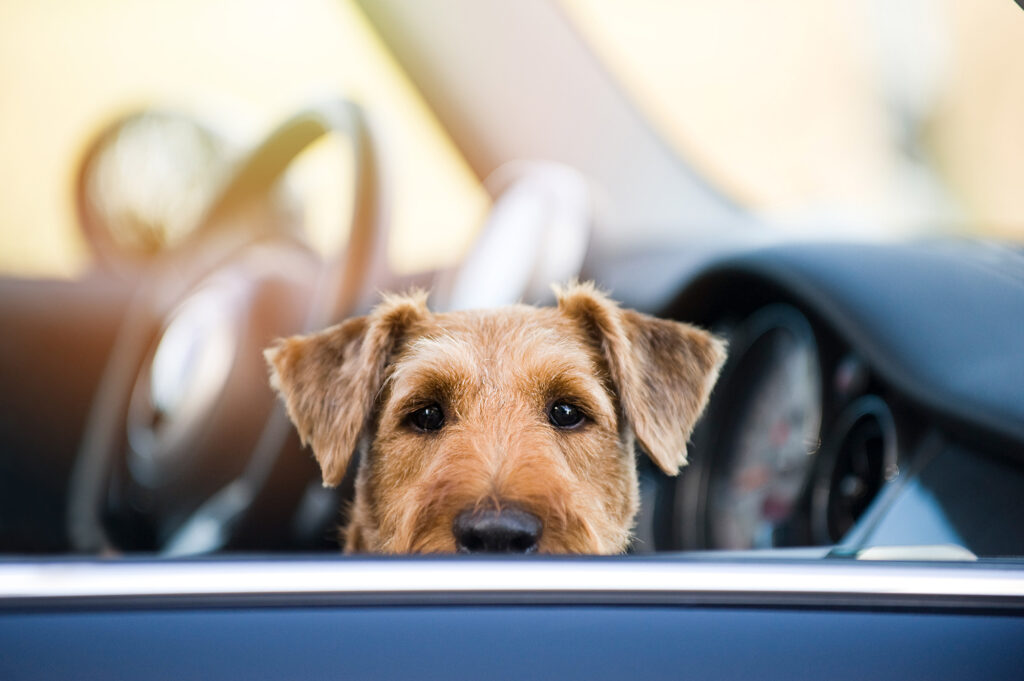 Dogs and Car Anxiety Compatible Companions Dog Services