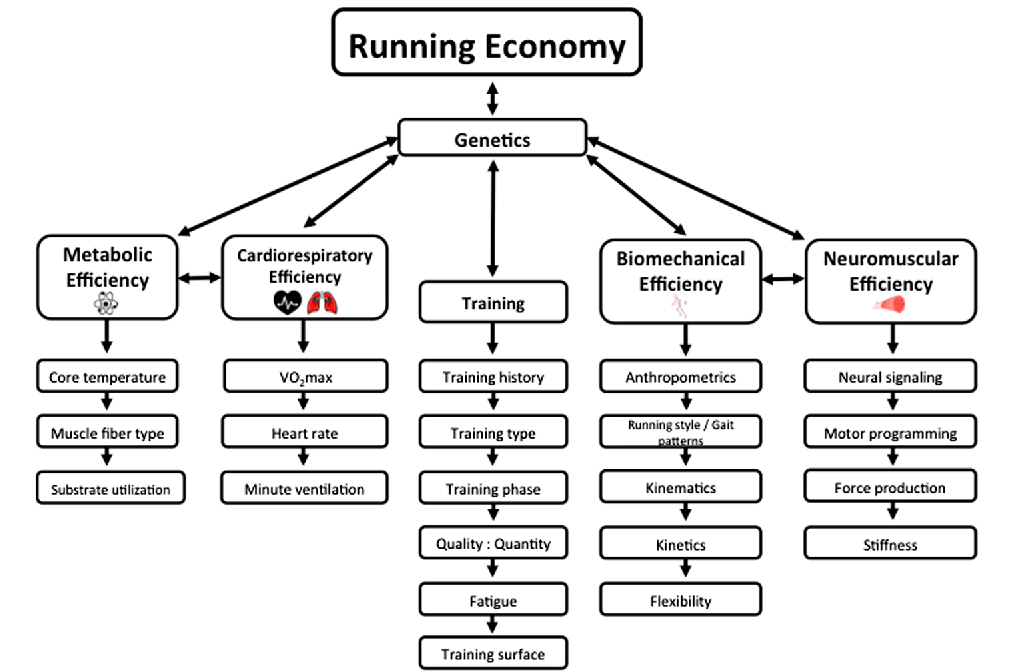 VO2 Max vs. Running Economy Which Matters More for Running Success