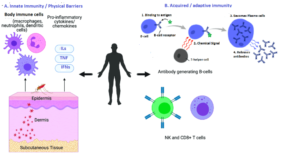 What is Immunity? Explore Innate Immunity - Competitors Point