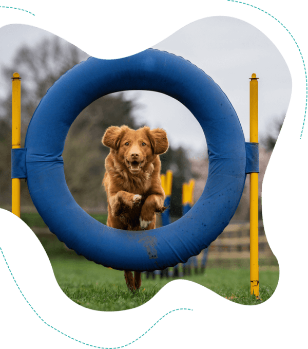 Comp K9 Dog Training