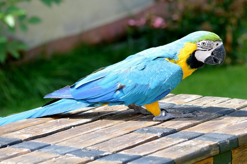 Kumpulan Gambar Untuk Belajar Mewarnai Gambar Burung Nuri Warna Warni