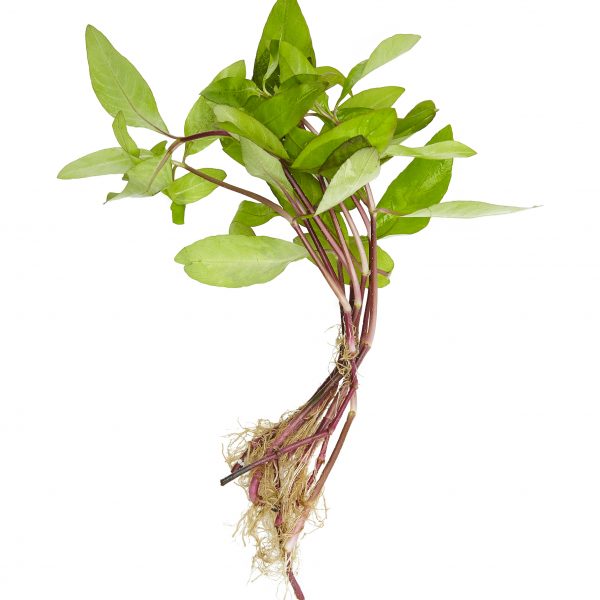 Hygrophila Corymbosa Visit Complete Aquatic Systems