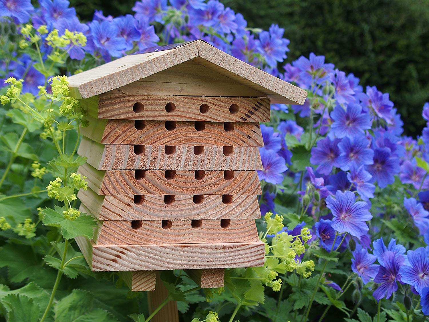 Finding The Best Mason Bee House Location Complete Beehives