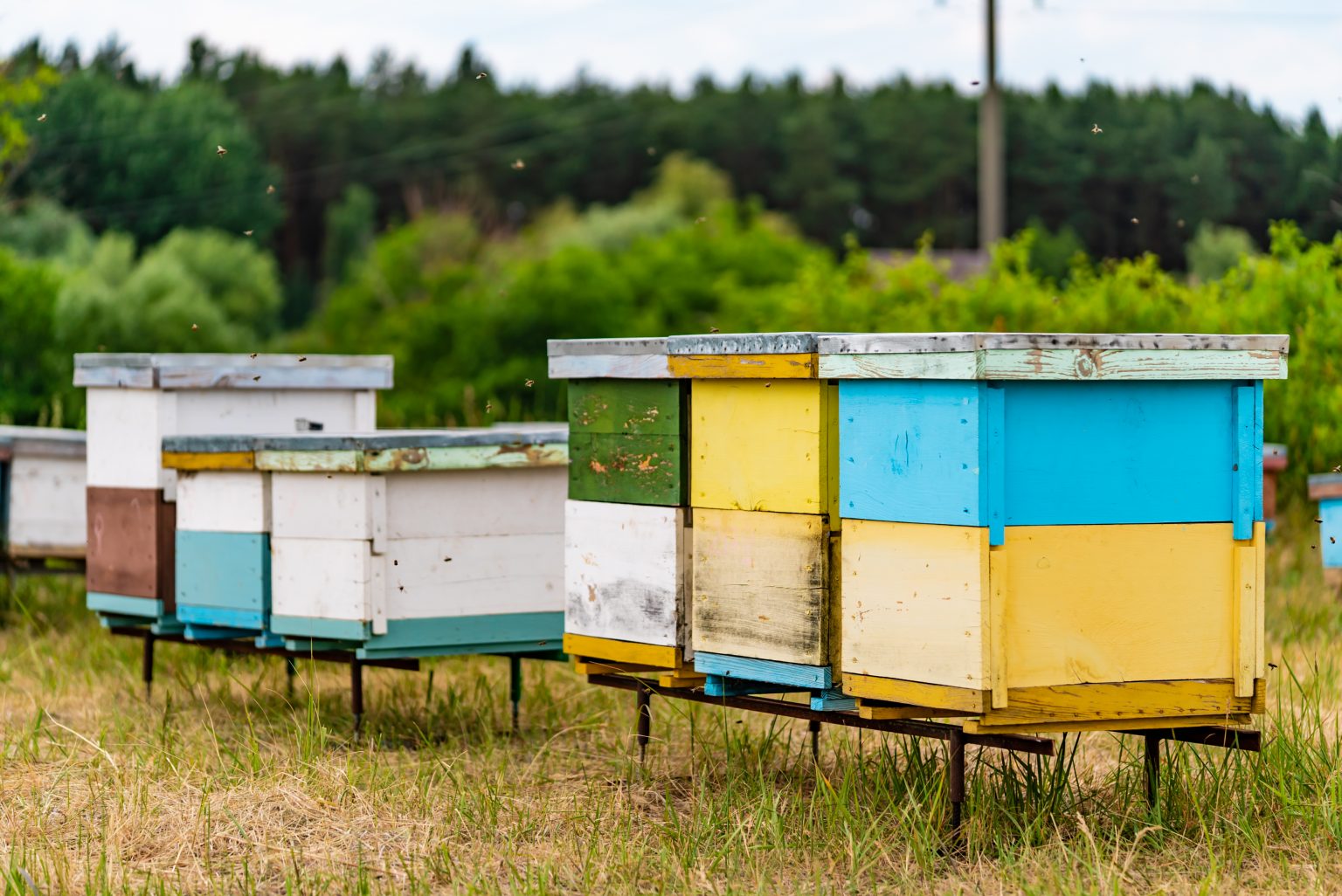 What do Bees Need to Survive? Complete Beehives