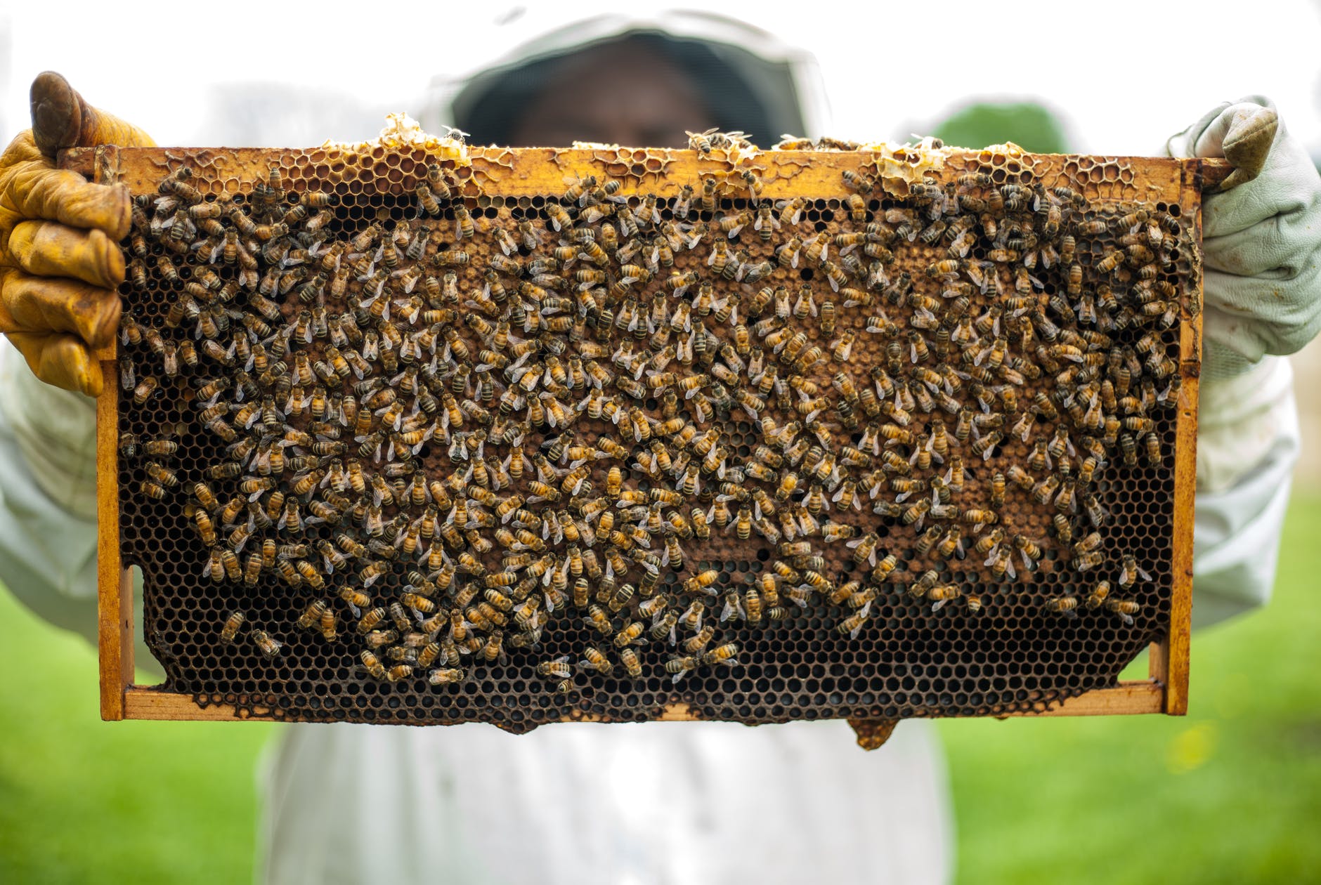 Beekeeping Terminology What is Beekeeping Called? Complete Beehives