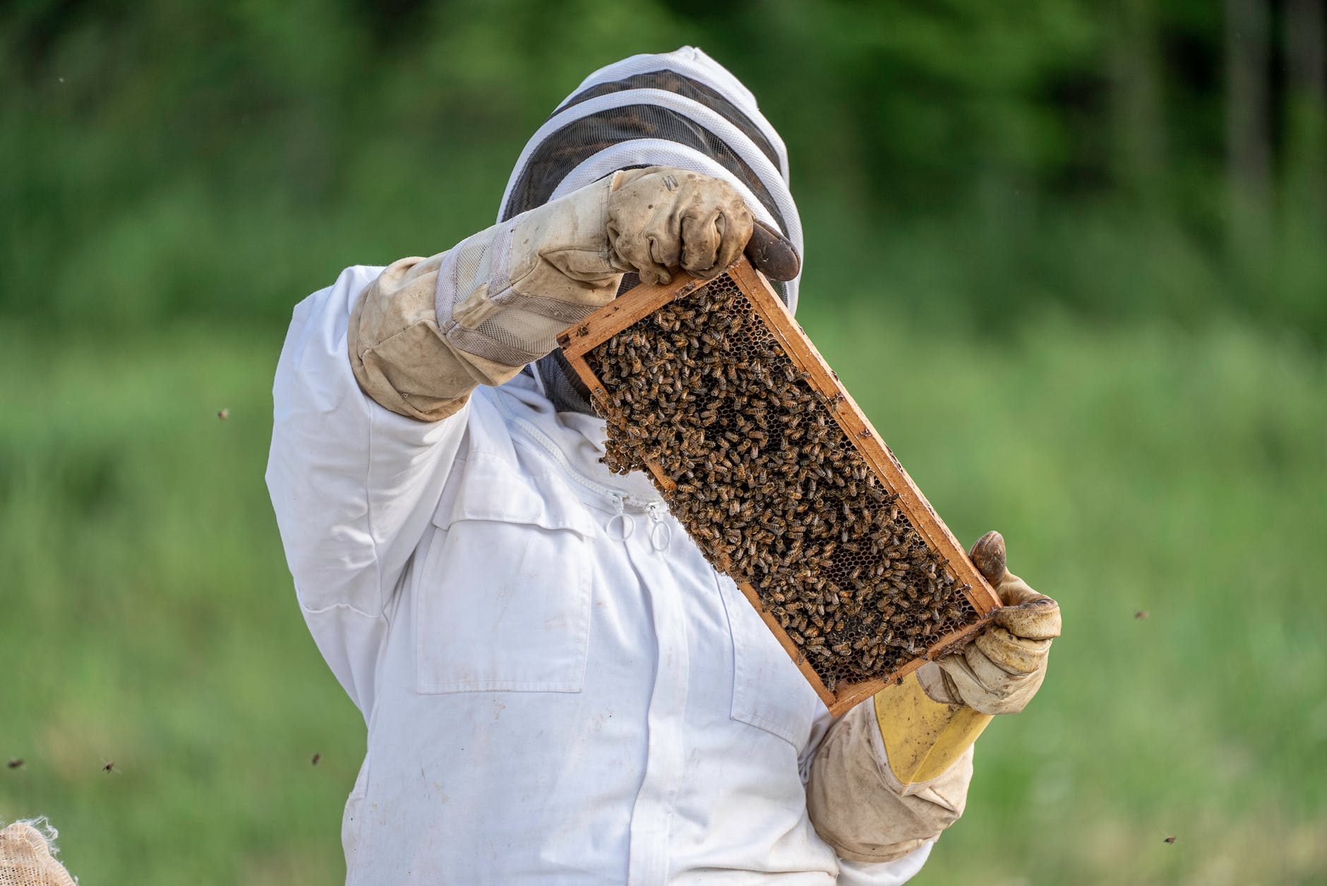 Top Beekeeping Prime Day Deals Complete Beehives
