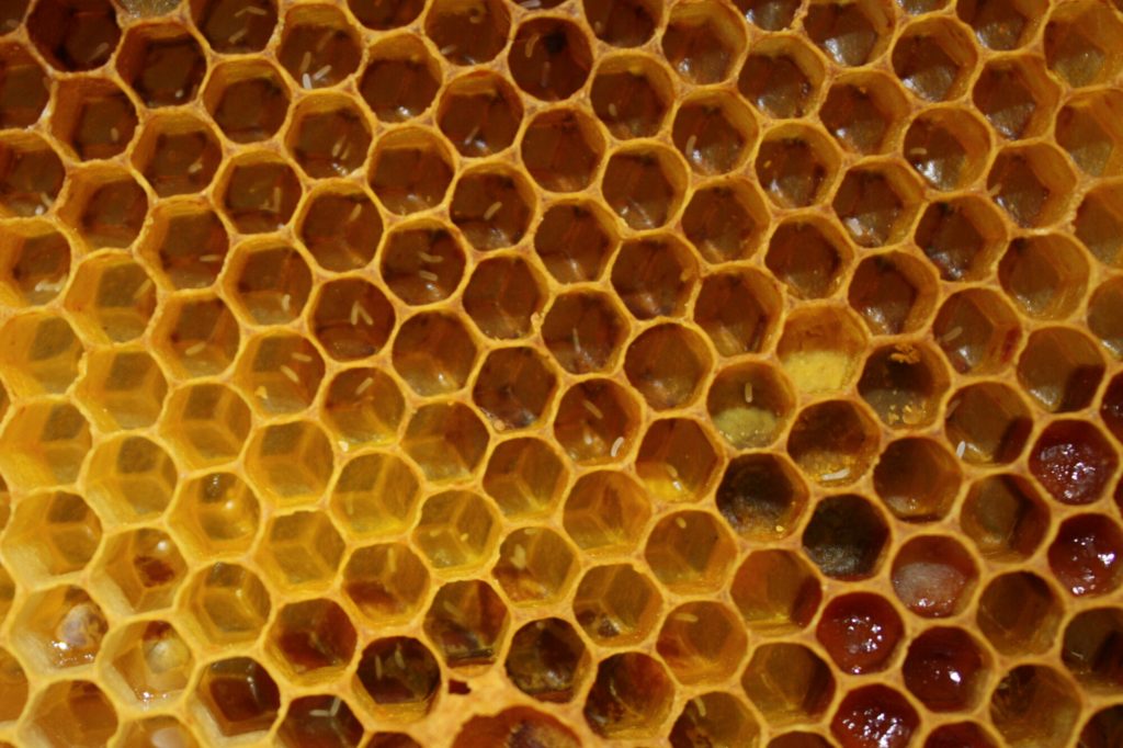 Do Worker Bees Lay Eggs? Complete Beehives