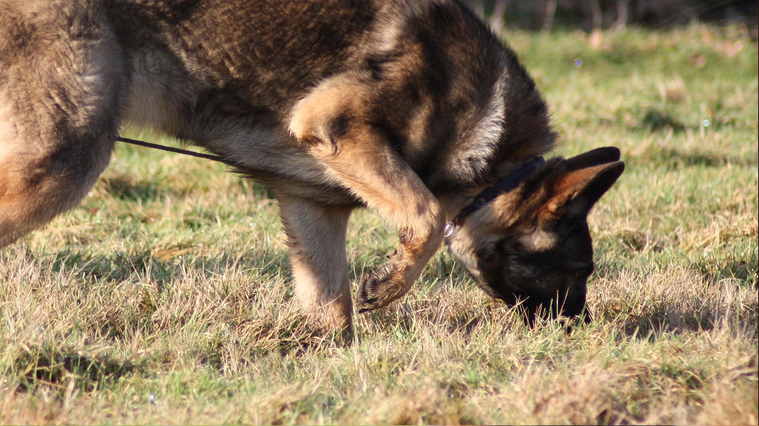 Our K9 Capabilities Patrol Dogs Detection Dogs Tracking Dogs