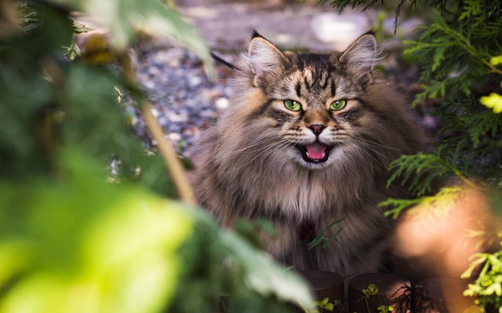Boosting Siberian Cat Lifespan with Expert Care Tips Complete Cat Guide