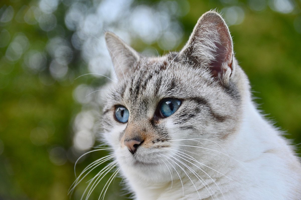 Understanding Simple Green Cat Pee Causes Solutions Complete Cat Guide