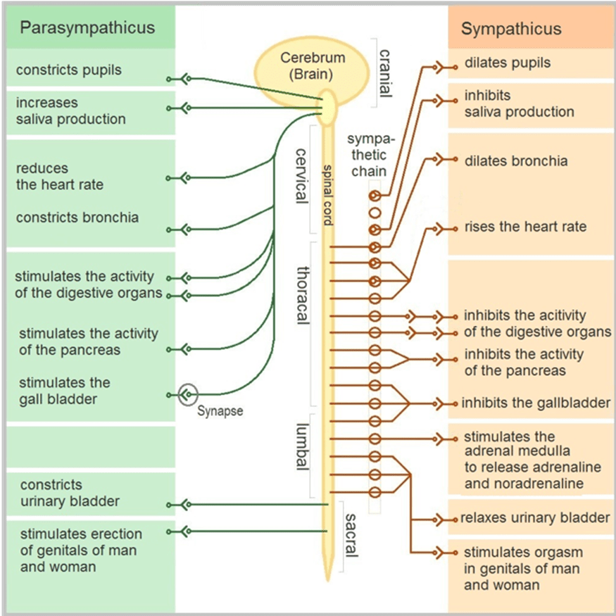 Understanding Your Nervous System The Vagus Nerve Complete Chiropractic