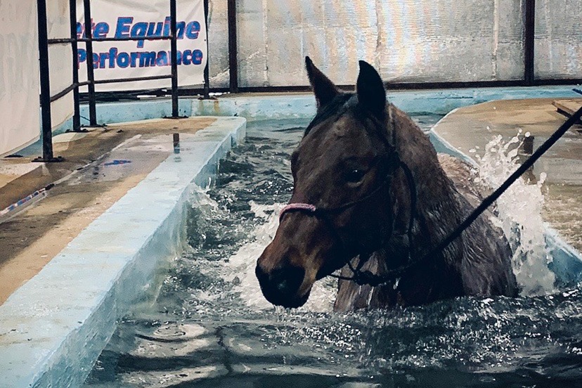 Rehabilitation and Therapy Center Complete Equine Performance