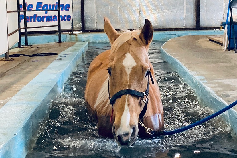 Rehabilitation and Therapy Center Complete Equine Performance