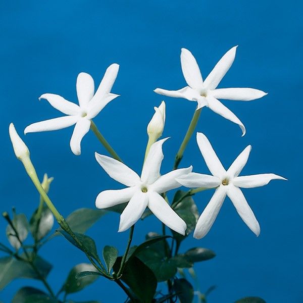 10. Star Jasmine