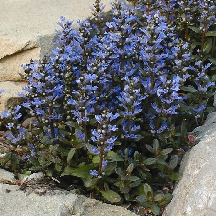 Ajuga &lsquo;Chocolate Chip&rsquo;