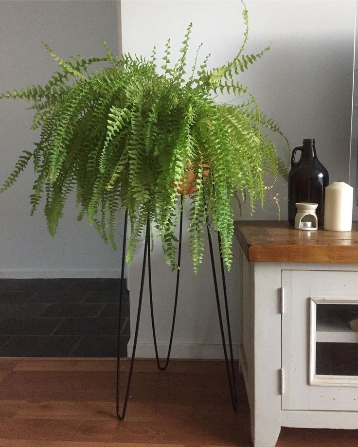 Boston Fern