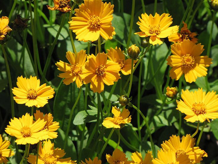Coreopsis &lsquo;Nana&rsquo;