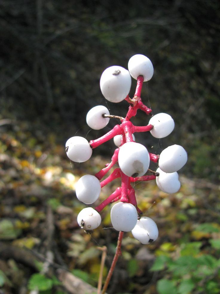 Doll’s Eye (Actaea pachypoda)