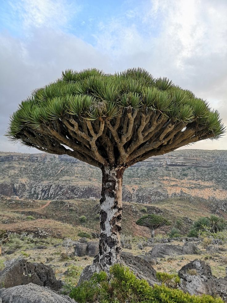 Dragon’s Blood Tree (Dracaena cinnabari)