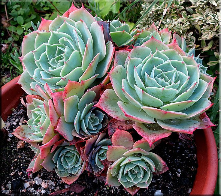 Echeveria