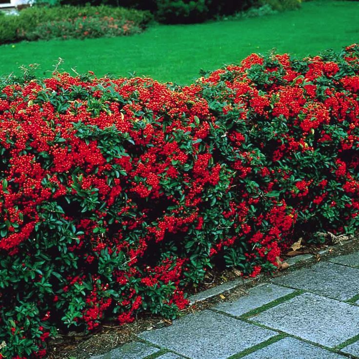 Firethorn (Pyracantha)