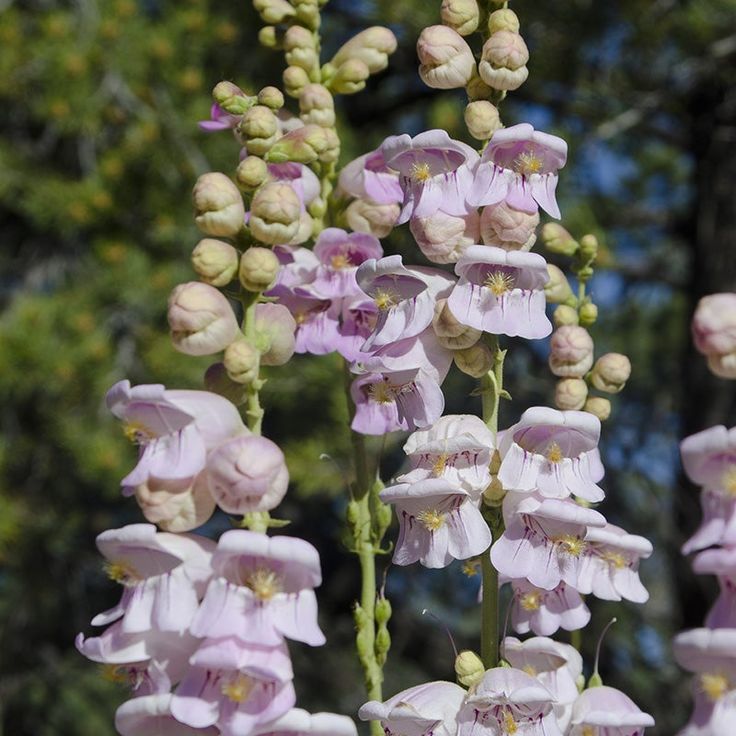 Foxglove &lsquo;Foxy&rsquo;