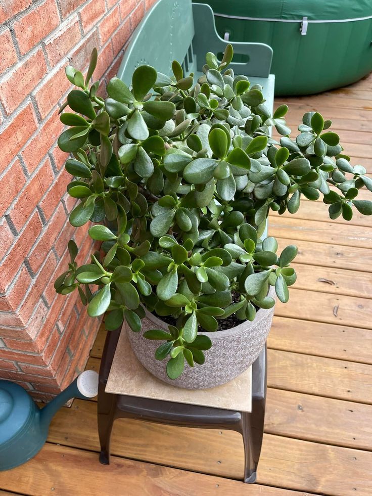 Jade Plant