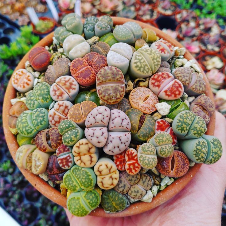 Lithops