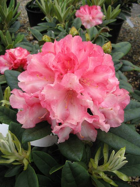 Rhododendron