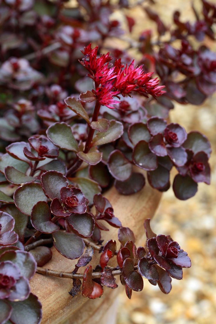 Sedum &lsquo;Dragon&rsquo;s Blood&rsquo;