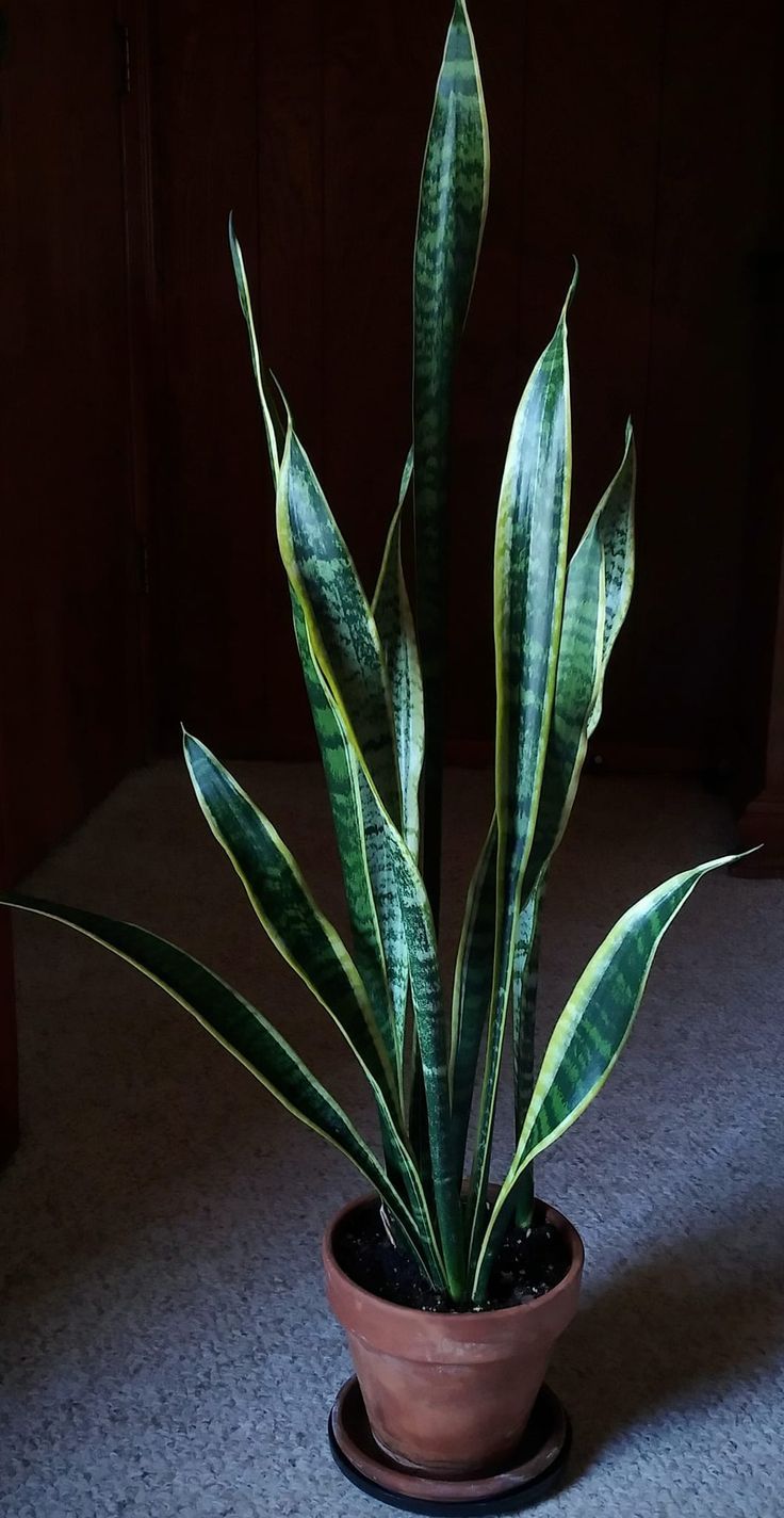 Snake Plant
