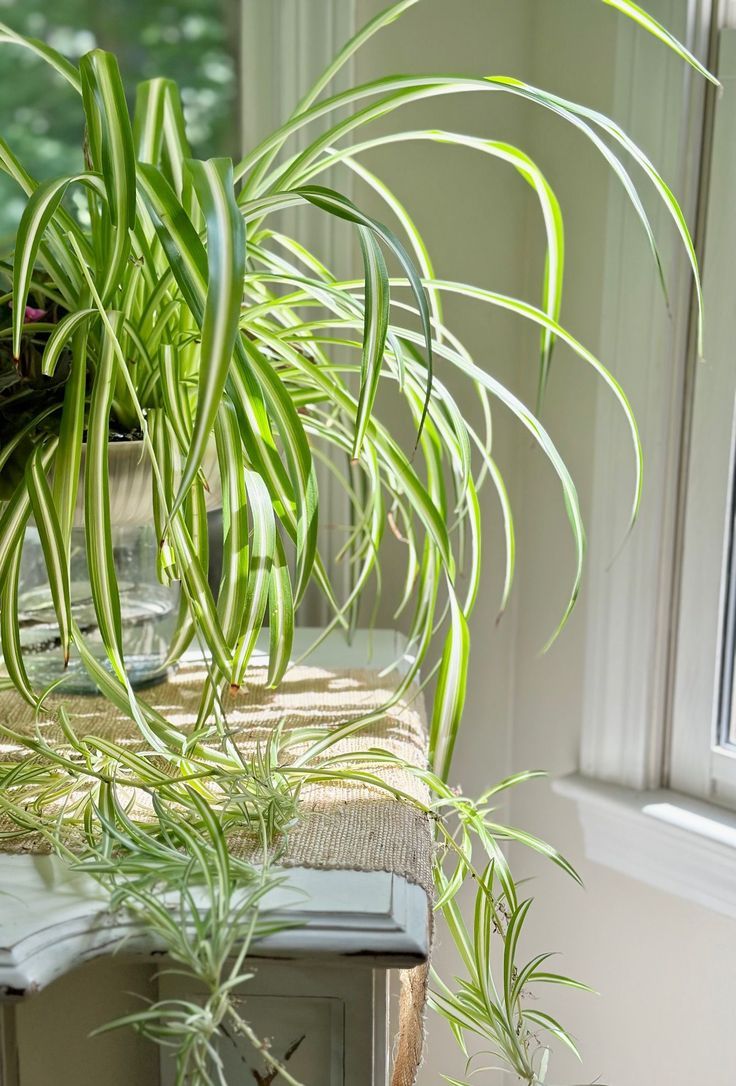 Spider Plant