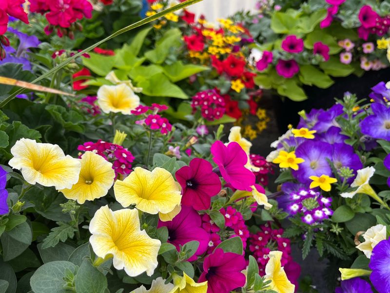 Business Plan Development