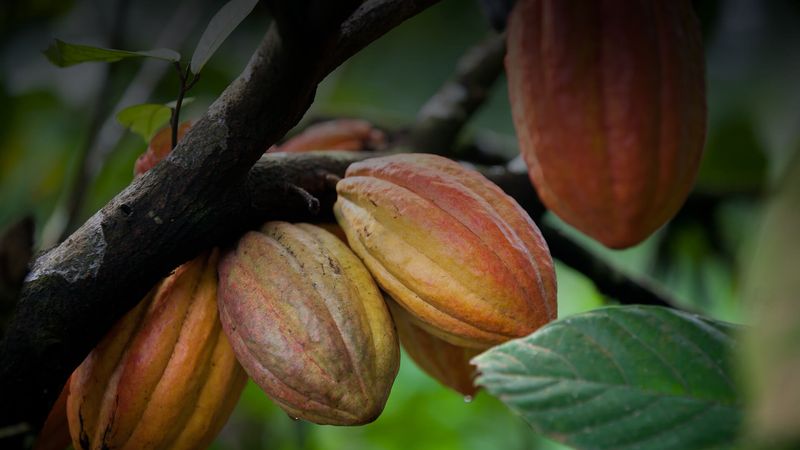 Cacao Tree