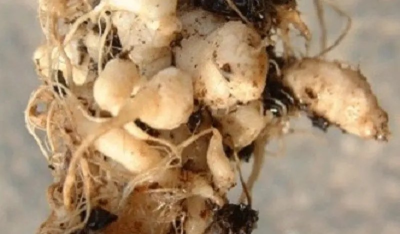 Club Root Fungus