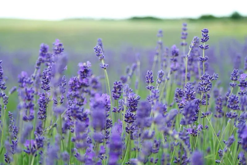 25 Plants That Repel (Or Eat) Flies Complete Gardening