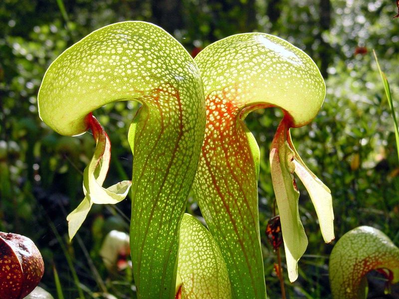 Pitcher Plant
