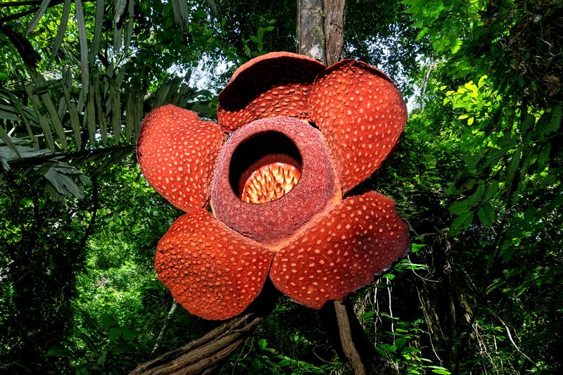 Rafflesia