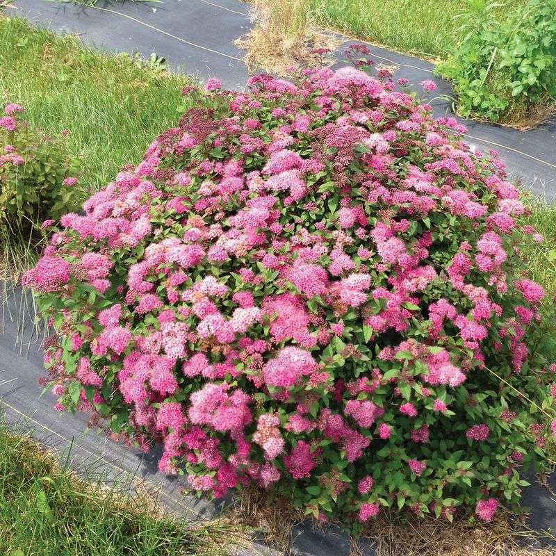 Spirea