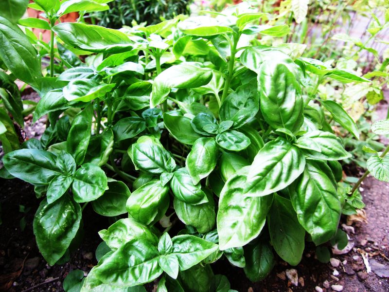 Basil (Non-Flowering)