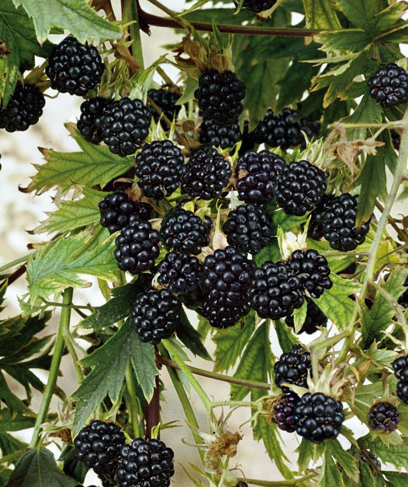 Black Raspberry Bushes