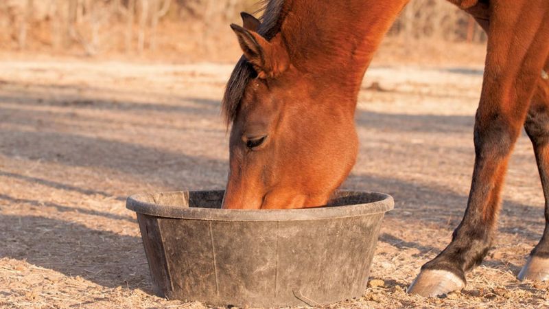 Bran (Wheat or Rice)